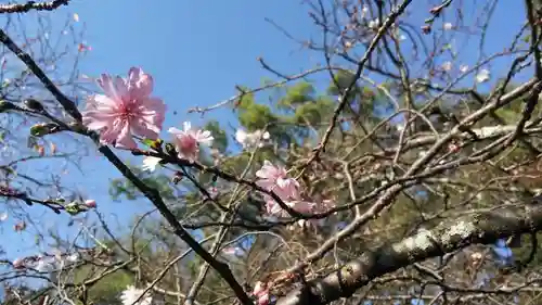 平野神社の自然