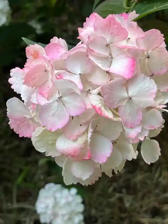 高幡不動尊 金剛寺の自然