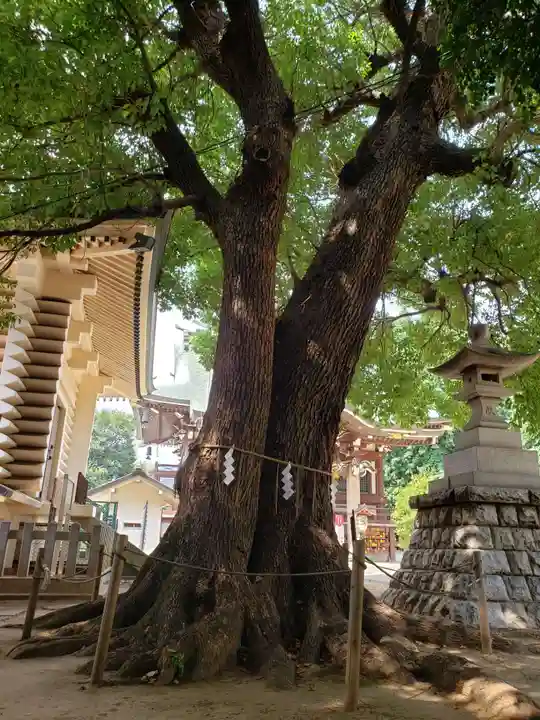 諏訪神社の自然