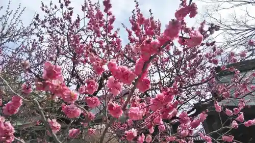 北野天満宮の自然