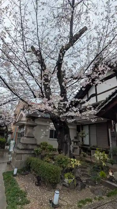 墨染寺(桜寺)(京都府)