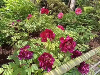 東長谷寺　薬王院(東京都)