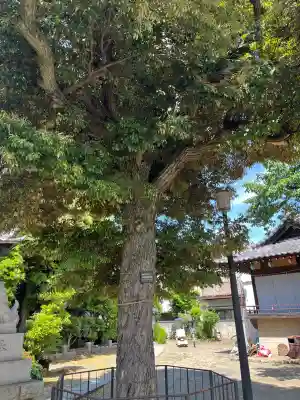 若宮八幡神社(東京都)