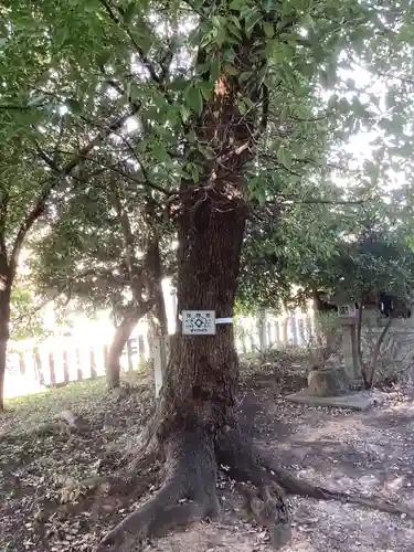 神明社（篠木町）の自然