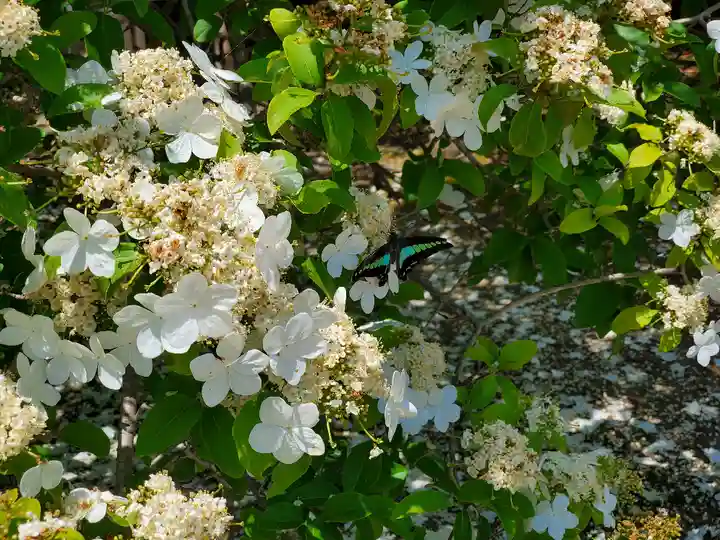 唐招提寺の自然