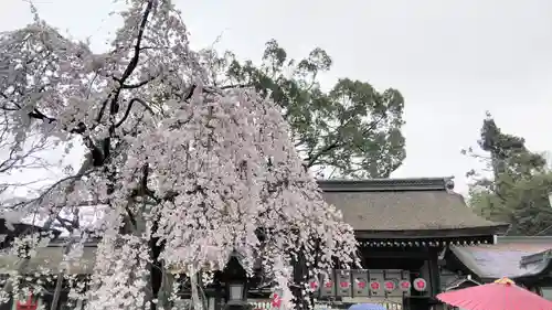 平野神社の自然