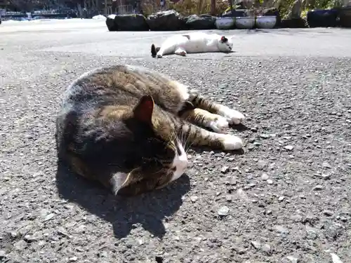 御誕生寺（猫寺）(福井県)