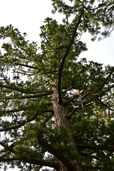 八幡宮(富山県)