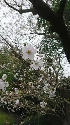 河内阿蘇神社の自然