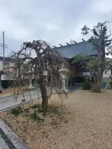 竹生島神社分宮の自然