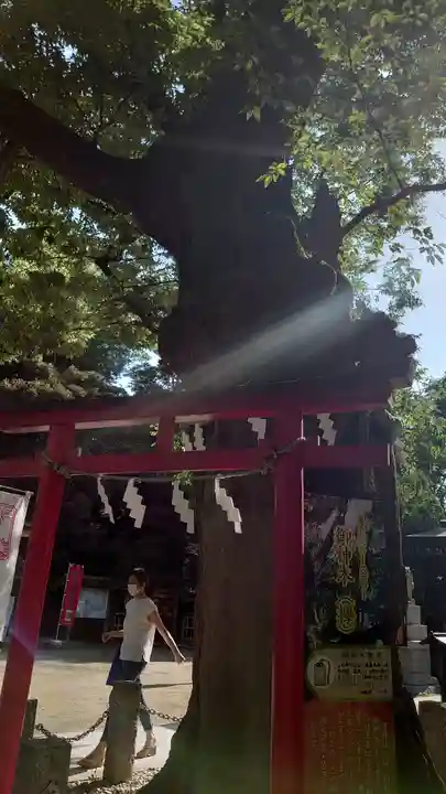新田神社の鳥居