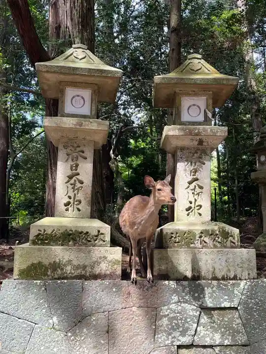 春日大社(奈良県)