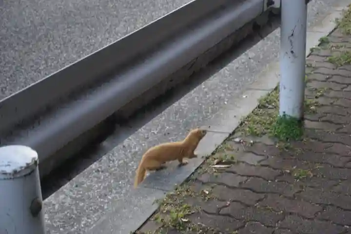 諏訪神社・諏訪山稲荷神社の動物