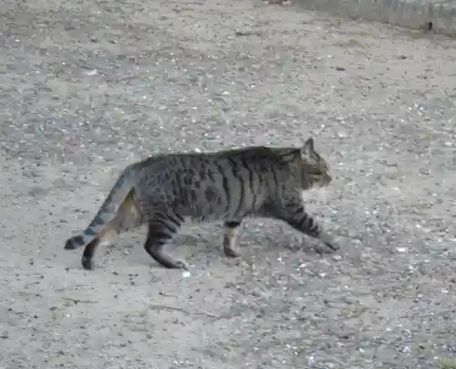 角宮神社の動物