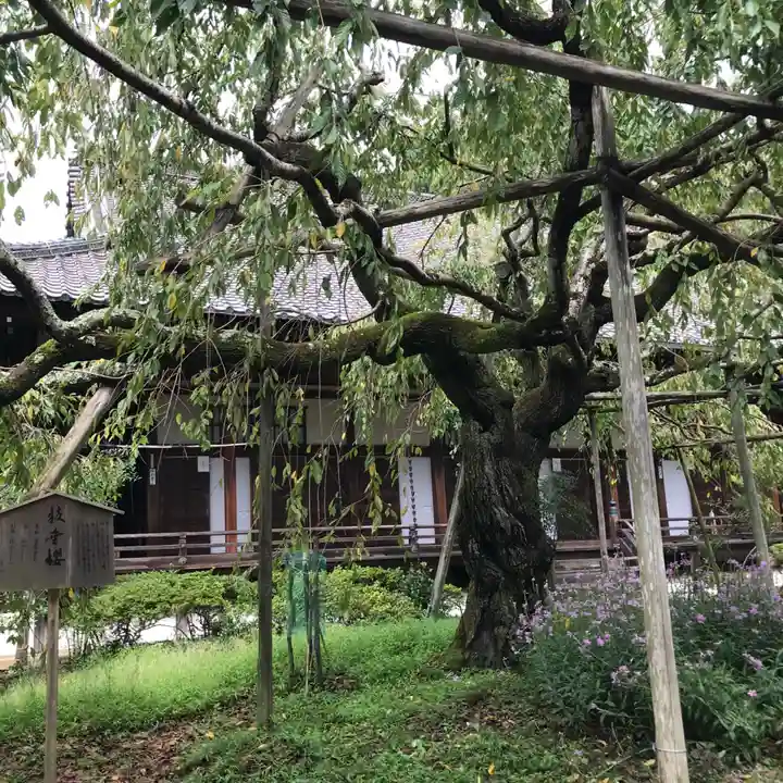 毘沙門堂門跡の自然