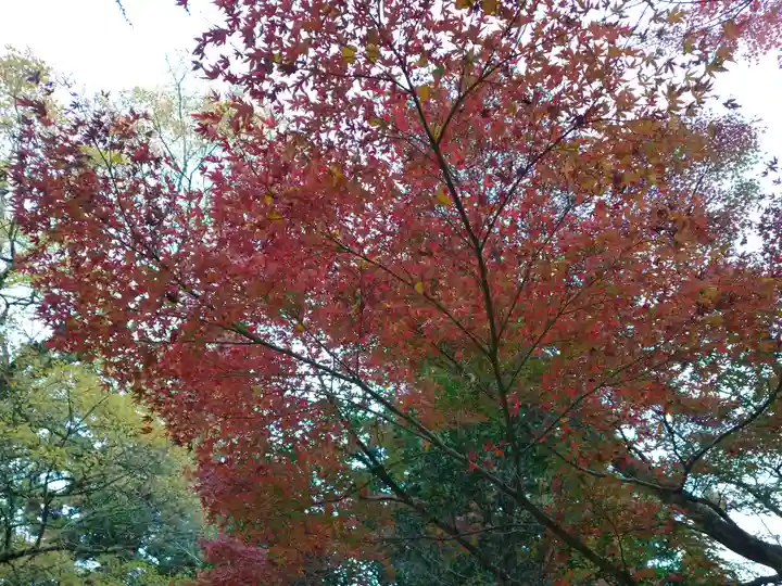 厳島神社(広島県)