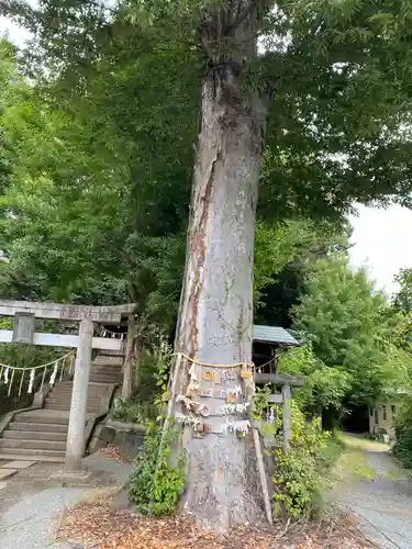 八雲神社(緑町)の御朱印
