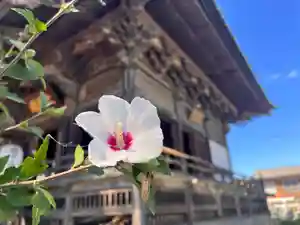 秩父札所十三番 慈眼寺の自然(2023年09月01日(金) 13時51分04秒投稿)