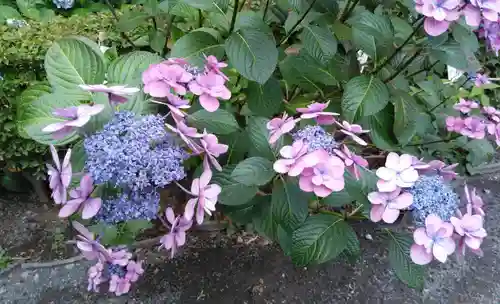 高幡不動尊　金剛寺の自然