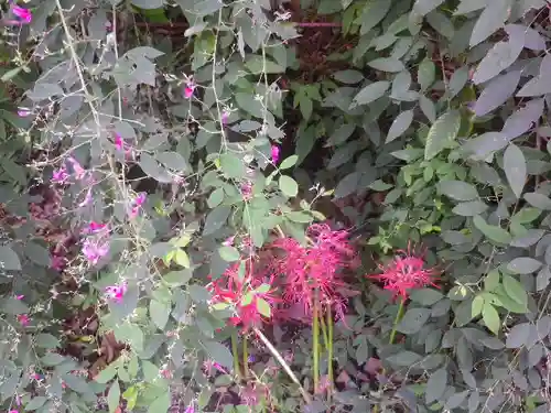 浄光明寺の自然