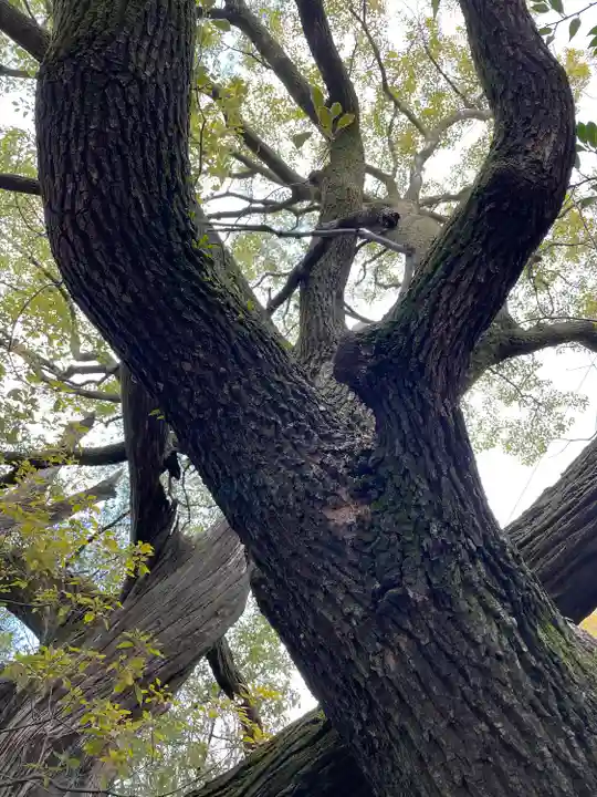 若一神社の自然