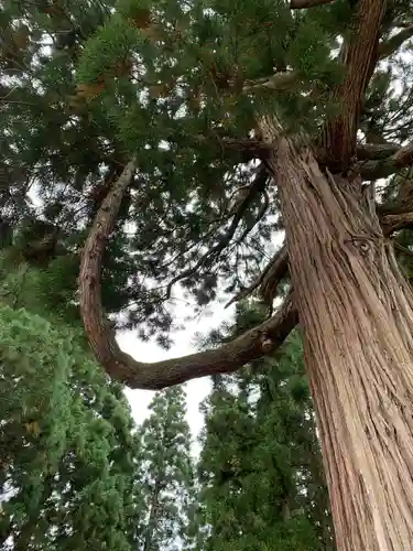 八坂神社の自然
