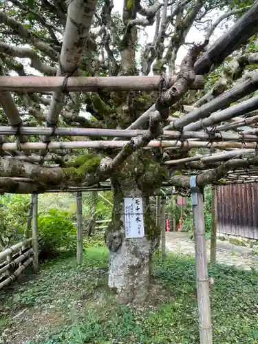 宝厳寺(滋賀県)