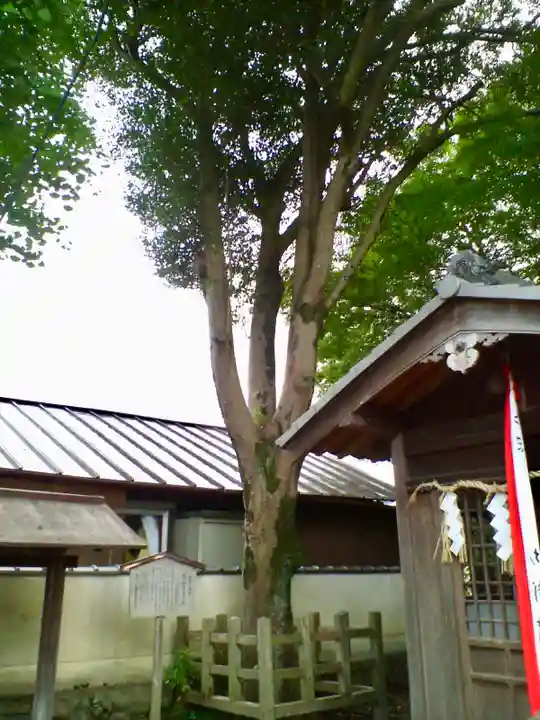 秋葉神社(元秋葉神社)の自然