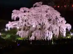 瀧桜神明宮(福島県)