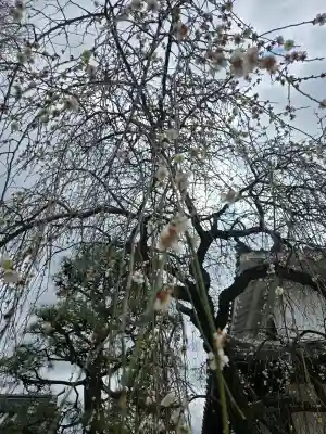 浄誓寺の{uncategorized: "未分類", other: "その他", undefined: "問題あり", building: "その他建物", grave: "お墓", sacred_gate: "鳥居", guardian: "狛犬", statue: "像", buddha: "仏像", history: "歴史", nature: "自然", garden: "庭園", animal: "動物", pagoda: "塔", temizu: "手水舎", mountain_gate: "山門・神門", sanctuary: "本殿・本堂", subordinate: "末社・摂社", art: "芸術", scenery: "景色", jizo: "地蔵", ema: "絵馬", goshuin: "御朱印", omikuji: "おみくじ", items: "授与品その他", amulet: "お守り", goshuincho: "御朱印帳", eats: "食事", festival: "お祭り", votive_dance: "神楽", shichigosan: "七五三参", wedding: "結婚式", experience: "体験その他", initially: "初詣", around: "周辺", anti_infection: "感染症対策"}