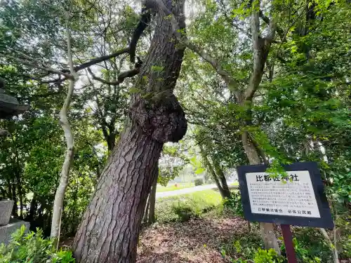 比都佐神社の{uncategorized: "未分類", other: "その他", undefined: "問題あり", building: "その他建物", grave: "お墓", sacred_gate: "鳥居", guardian: "狛犬", statue: "像", buddha: "仏像", history: "歴史", nature: "自然", garden: "庭園", animal: "動物", pagoda: "塔", temizu: "手水舎", mountain_gate: "山門・神門", sanctuary: "本殿・本堂", subordinate: "末社・摂社", art: "芸術", scenery: "景色", jizo: "地蔵", ema: "絵馬", goshuin: "御朱印", omikuji: "おみくじ", items: "授与品その他", amulet: "お守り", goshuincho: "御朱印帳", eats: "食事", festival: "お祭り", votive_dance: "神楽", shichigosan: "七五三参", wedding: "結婚式", experience: "体験その他", initially: "初詣", around: "周辺", anti_infection: "感染症対策"}