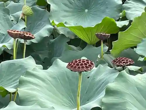 東寺（教王護国寺）(京都府)
