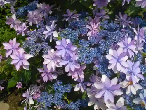 理智光寺跡（理智光寺址）＜史跡＞の自然