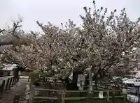 長勝院の{uncategorized: "未分類", other: "その他", undefined: "問題あり", building: "その他建物", grave: "お墓", sacred_gate: "鳥居", guardian: "狛犬", statue: "像", buddha: "仏像", history: "歴史", nature: "自然", garden: "庭園", animal: "動物", pagoda: "塔", temizu: "手水舎", mountain_gate: "山門・神門", sanctuary: "本殿・本堂", subordinate: "末社・摂社", art: "芸術", scenery: "景色", jizo: "地蔵", ema: "絵馬", goshuin: "御朱印", omikuji: "おみくじ", items: "授与品その他", amulet: "お守り", goshuincho: "御朱印帳", eats: "食事", festival: "お祭り", votive_dance: "神楽", shichigosan: "七五三参", wedding: "結婚式", experience: "体験その他", initially: "初詣", around: "周辺", anti_infection: "感染症対策"}