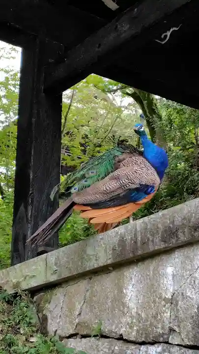 楽法寺(雨引観音)(茨城県)