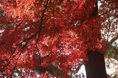 愛宕神社の自然