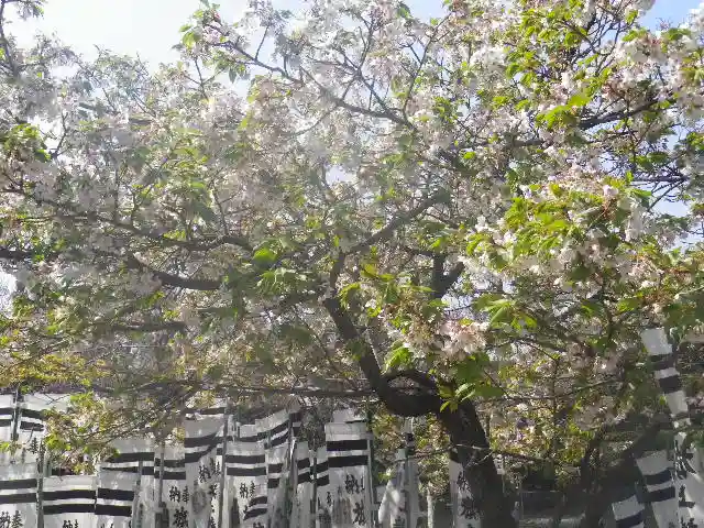 鶴岡八幡宮の自然