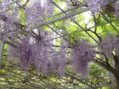 藤尾八幡神社の自然