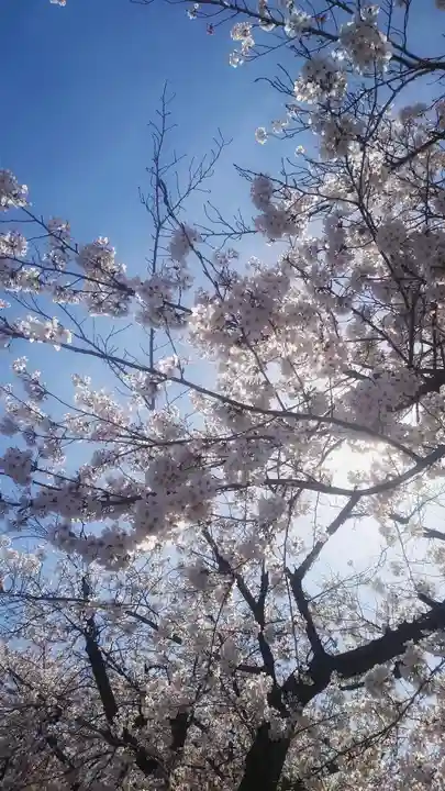 神明社(国府宮神明社)の自然