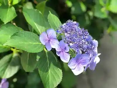 高幡不動尊　金剛寺(東京都)