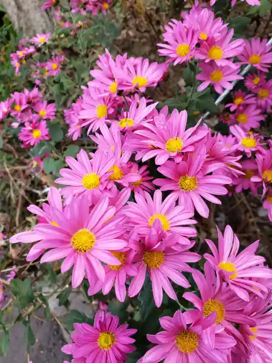 鷺宮八幡神社の自然