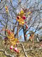 厚別神社(北海道)