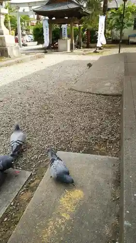 今市報徳二宮神社の動物