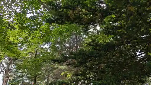 新琴似神社の自然