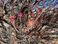 朝日森天満宮の自然