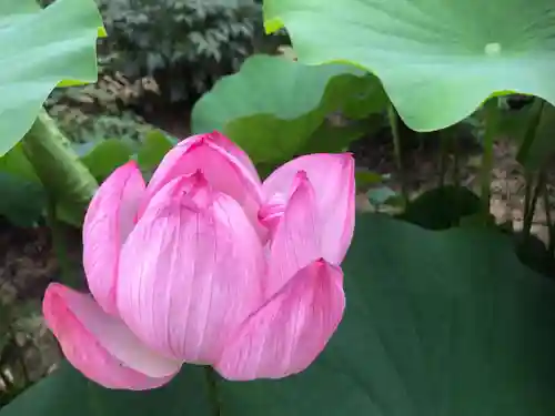 當麻寺西南院の自然