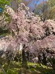 岡寺（龍蓋寺）の自然