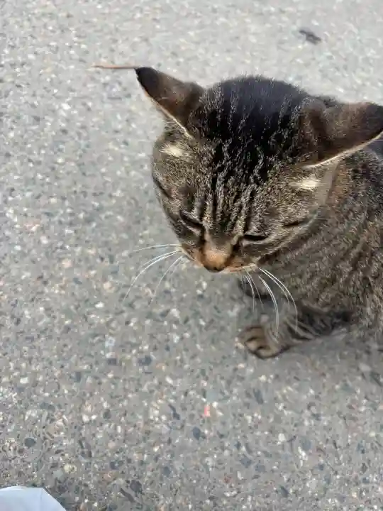 中尊寺の{uncategorized: "未分類", other: "その他", undefined: "問題あり", building: "その他建物", grave: "お墓", sacred_gate: "鳥居", guardian: "狛犬", statue: "像", buddha: "仏像", history: "歴史", nature: "自然", garden: "庭園", animal: "動物", pagoda: "塔", temizu: "手水舎", mountain_gate: "山門・神門", sanctuary: "本殿・本堂", subordinate: "末社・摂社", art: "芸術", scenery: "景色", jizo: "地蔵", ema: "絵馬", goshuin: "御朱印", omikuji: "おみくじ", items: "授与品その他", amulet: "お守り", goshuincho: "御朱印帳", eats: "食事", festival: "お祭り", votive_dance: "神楽", shichigosan: "七五三参", wedding: "結婚式", experience: "体験その他", initially: "初詣", around: "周辺", anti_infection: "感染症対策"}