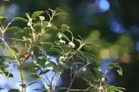 阿久津「田村神社」(郡山市阿久津町)旧社名:伊豆箱根三嶋三社の庭園