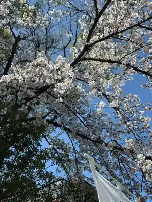 桜神宮の{uncategorized: "未分類", other: "その他", undefined: "問題あり", building: "その他建物", grave: "お墓", sacred_gate: "鳥居", guardian: "狛犬", statue: "像", buddha: "仏像", history: "歴史", nature: "自然", garden: "庭園", animal: "動物", pagoda: "塔", temizu: "手水舎", mountain_gate: "山門・神門", sanctuary: "本殿・本堂", subordinate: "末社・摂社", art: "芸術", scenery: "景色", jizo: "地蔵", ema: "絵馬", goshuin: "御朱印", omikuji: "おみくじ", items: "授与品その他", amulet: "お守り", goshuincho: "御朱印帳", eats: "食事", festival: "お祭り", votive_dance: "神楽", shichigosan: "七五三参", wedding: "結婚式", experience: "体験その他", initially: "初詣", around: "周辺", anti_infection: "感染症対策"}